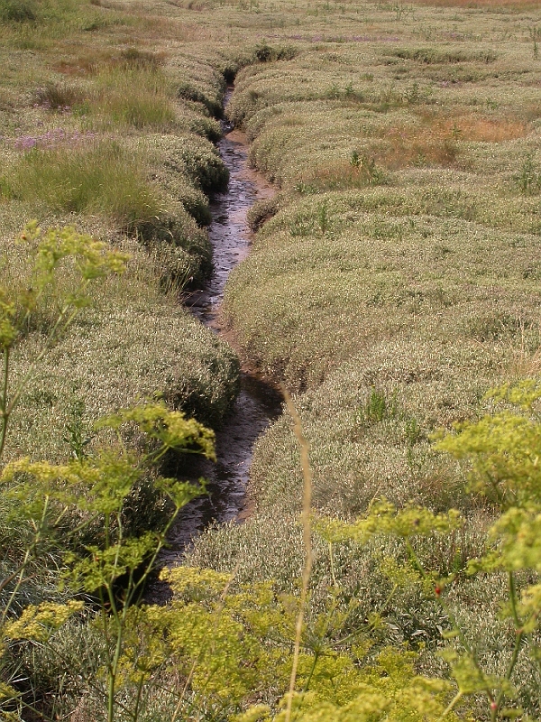 Salt Water Channels 1.JPG